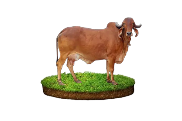Homes to Happy Healthy Cows